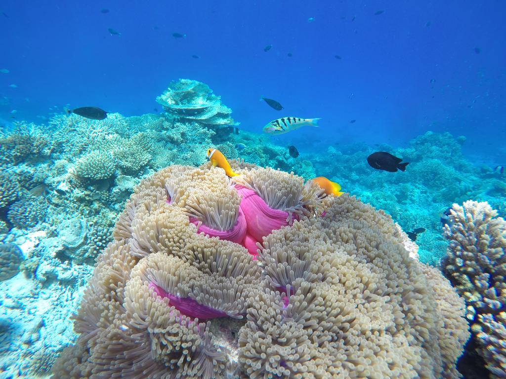 Lily Rest Maldives Hotel Maafushi Buitenkant foto